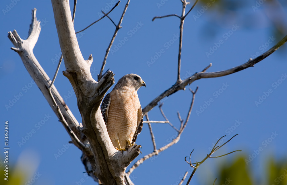 Red Shouldered Hawk