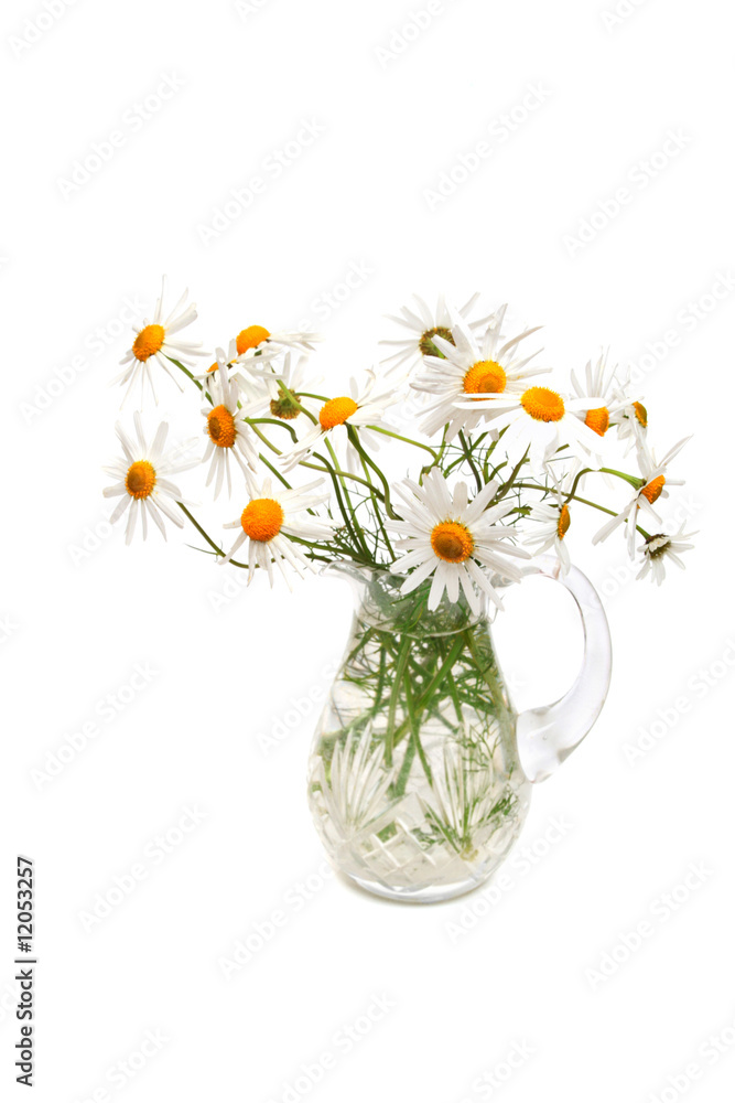 Chamomiles in jug. Chamomiles in jug.