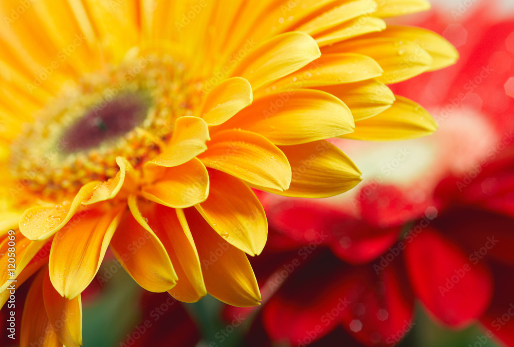 Closeup photo of yellow daisy-gerbera Closeup photo of yellow daisy-gerbera