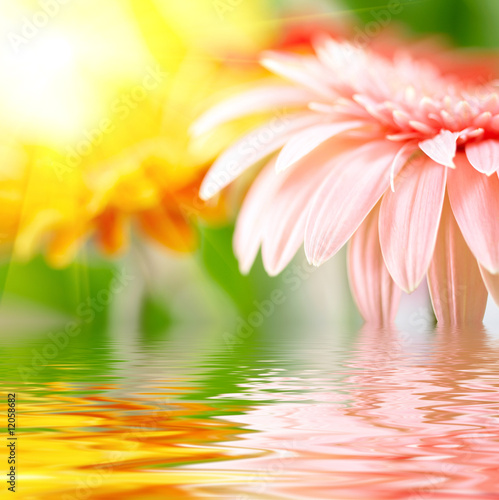 Closeup of pink daisy-gerbera reflected in the water