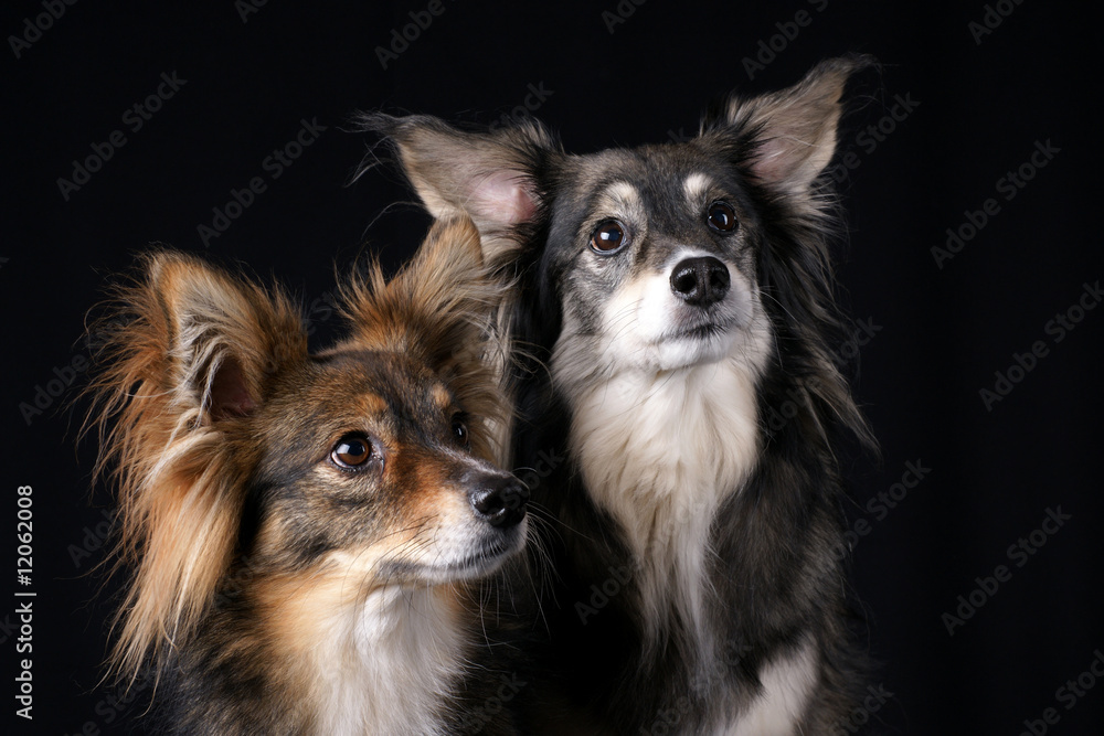 Attentive Dogs Attentive Dogs