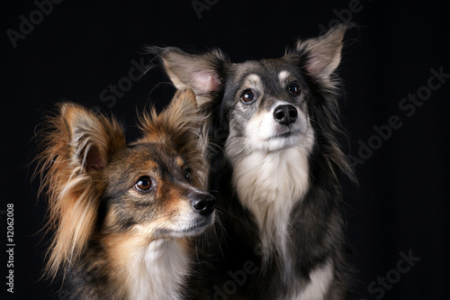 Attentive Dogs © S. Mohr Photography