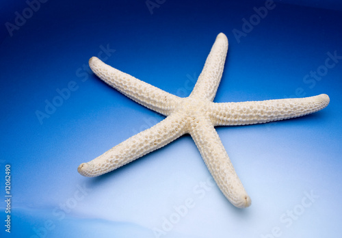 white starfish © Željko Radojko