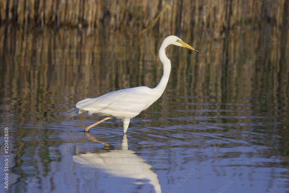 Silberreiher Silberreiher