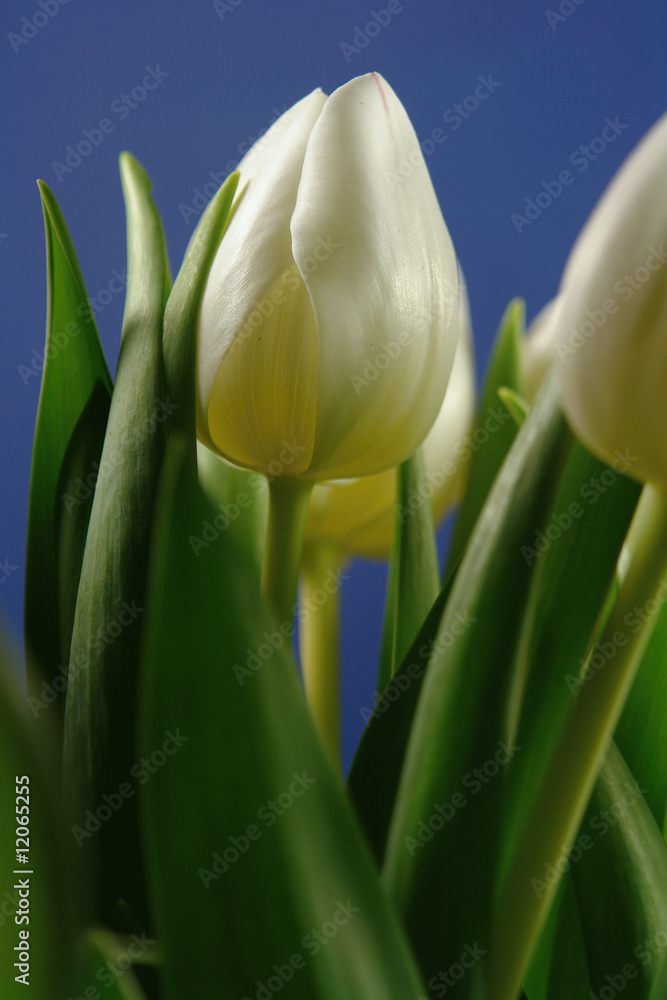 Tulpen Tulpen