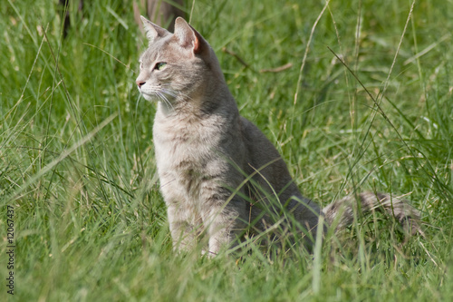 Wild cat stare