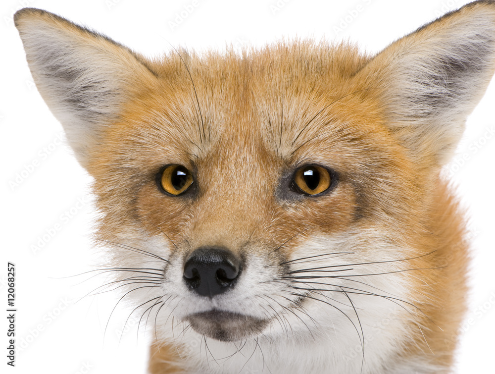 Red fox (4 years)- Vulpes vulpes Red fox (4 years)- Vulpes vulpes