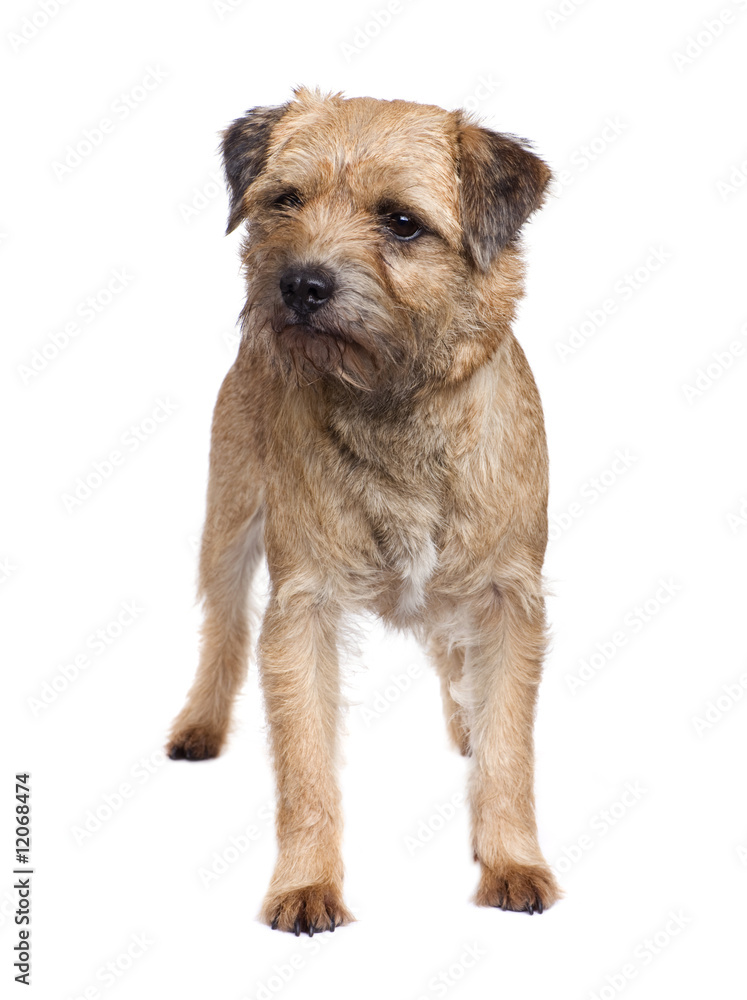 Border terrier Border terrier
