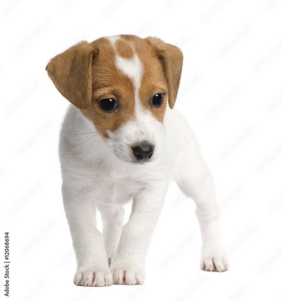 Puppy Jack russell (7 weeks)