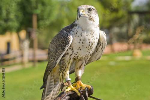 Saker Falcon