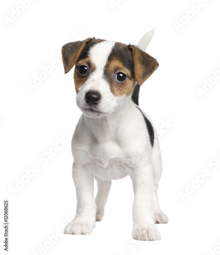 puppy Jack russell (8 weeks) © Eric Isselée