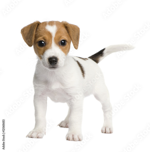 Puppy Jack russell (7 weeks) © Eric Isselée