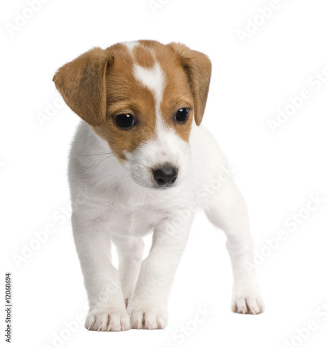 Puppy Jack russell (7 weeks) © Eric Isselée