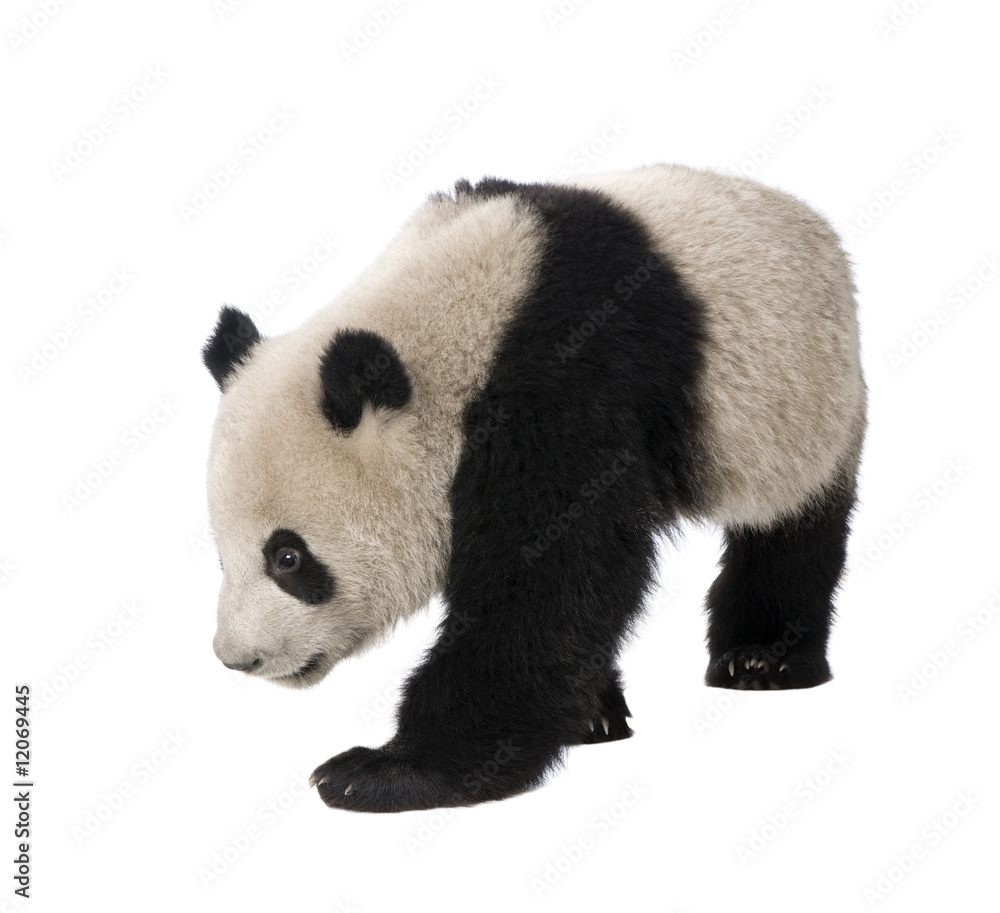 Fototapeta premium Giant Panda (18 months) - Ailuropoda melanoleuca