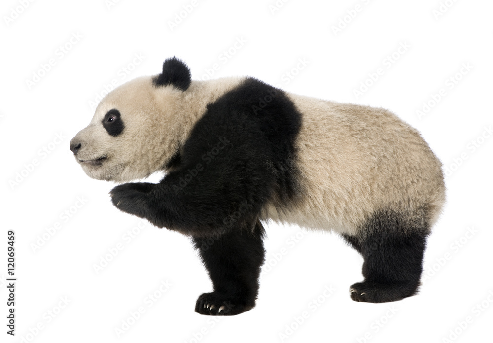 Fototapeta premium Giant Panda (18 months) - Ailuropoda melanoleuca