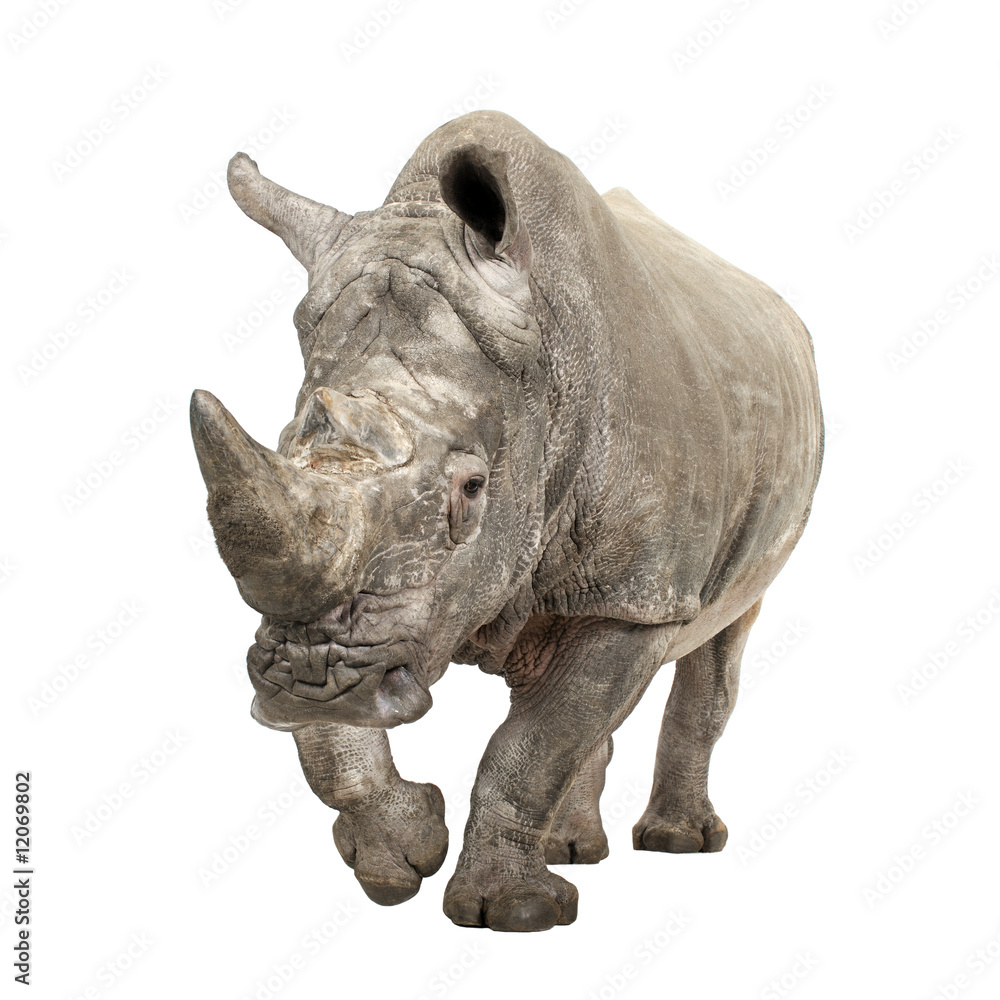 Fototapeta premium White Rhinoceros - Ceratotherium simum ( +/- 10 years)