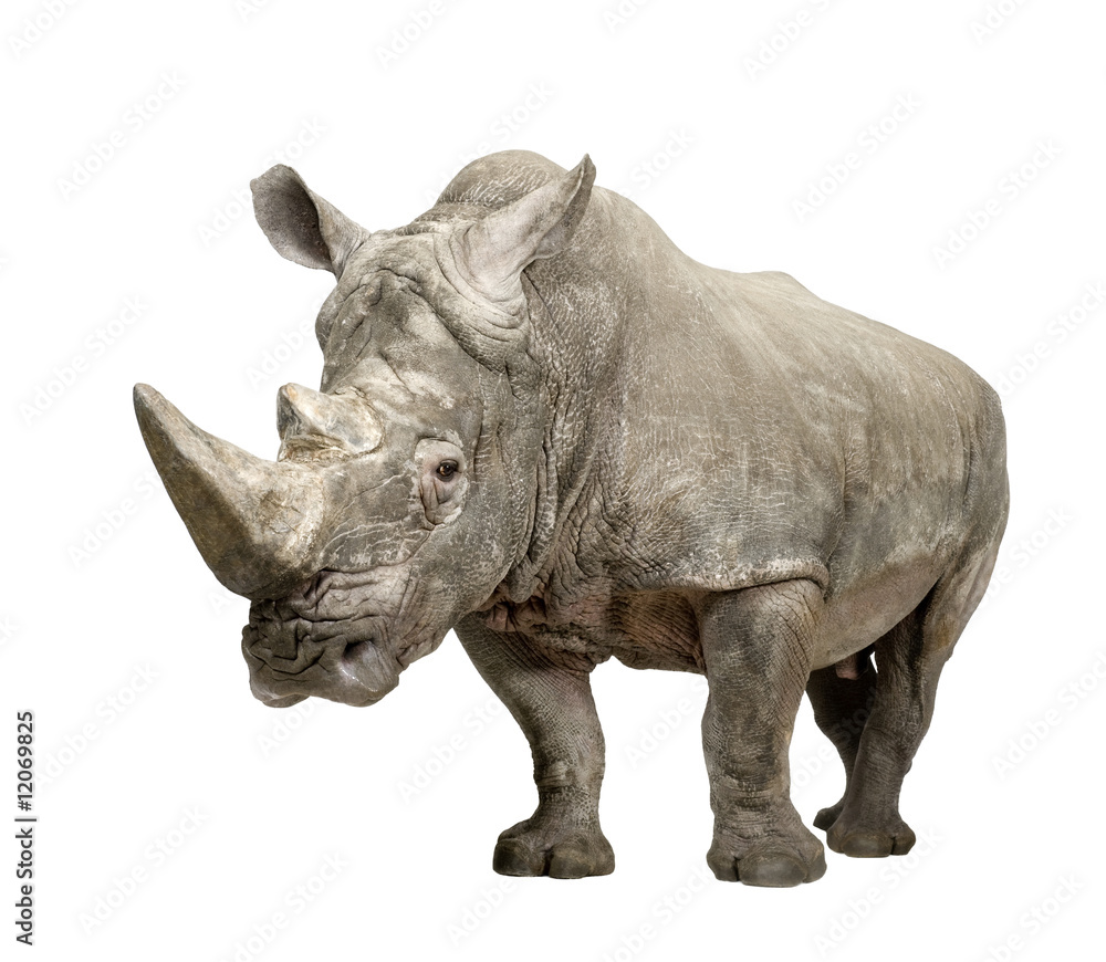 Fototapeta premium White Rhinoceros - Ceratotherium simum ( +/- 10 years)