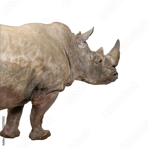 White Rhinoceros - Ceratotherium simum     - 10 years 