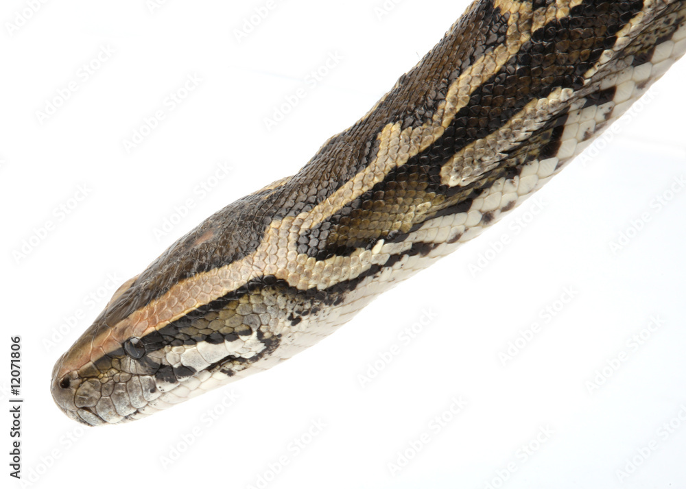 python python