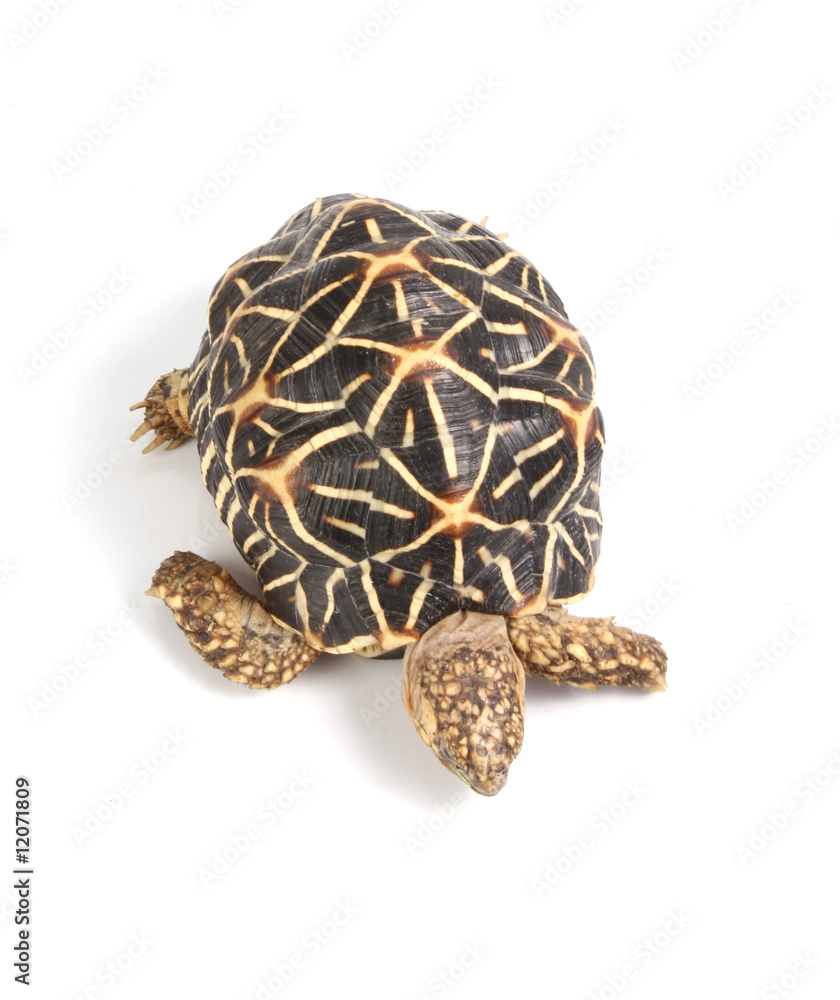 Geometric tortoise Geometric tortoise