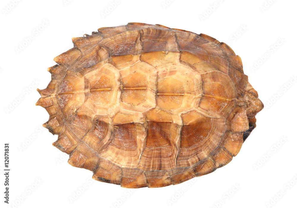 turtle shell turtle shell