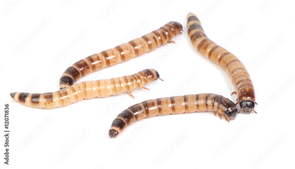 Naklejka premium mealworms
