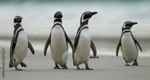 Four Magellanic Penguins