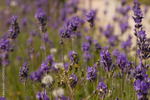 Lavendel © Martina Misar