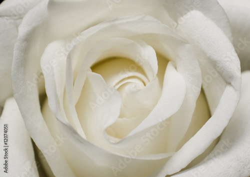 White Rose Macro Detail