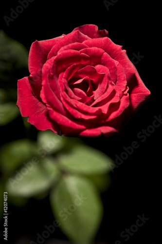 Red Rose on Black