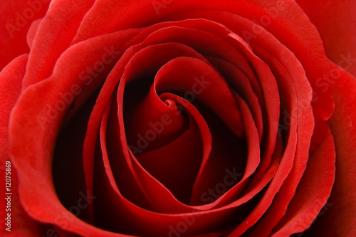 Red Rose Macro Detail