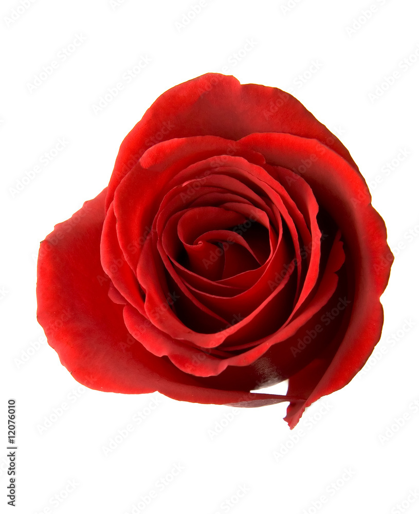 Fototapeta premium Red Rose Isolated on White