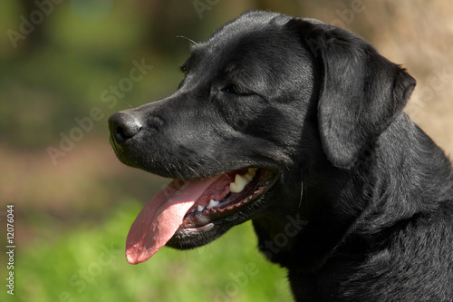 Head of a black labrador retriever