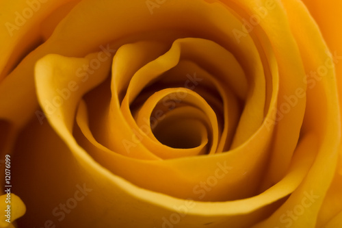 Yellow Rose Macro Detail