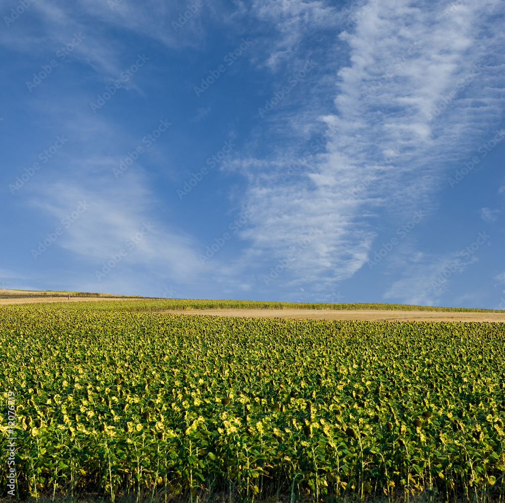Sunflower Field and The Sky