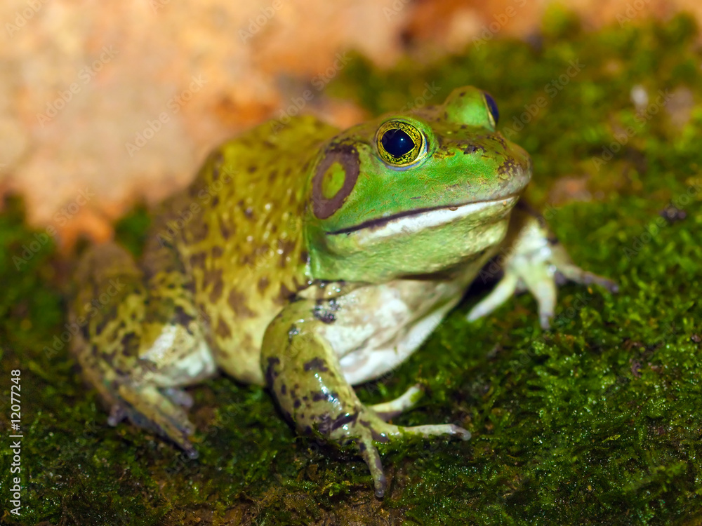 American bullfrog American bullfrog