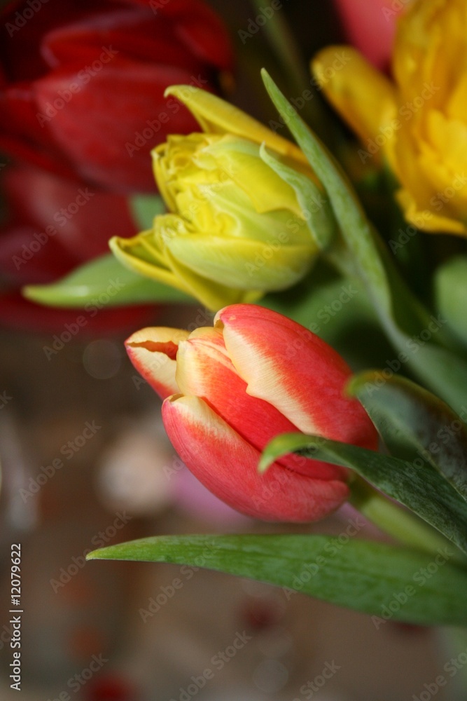Tulpenstrauß Tulpenstrauß