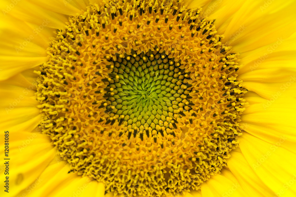 Sunflower Sunflower