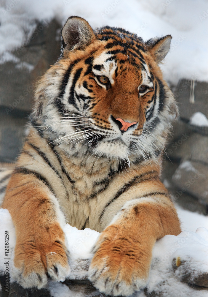 Tiger portrait Tiger portrait