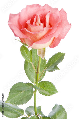Pink Rose Isolated on White