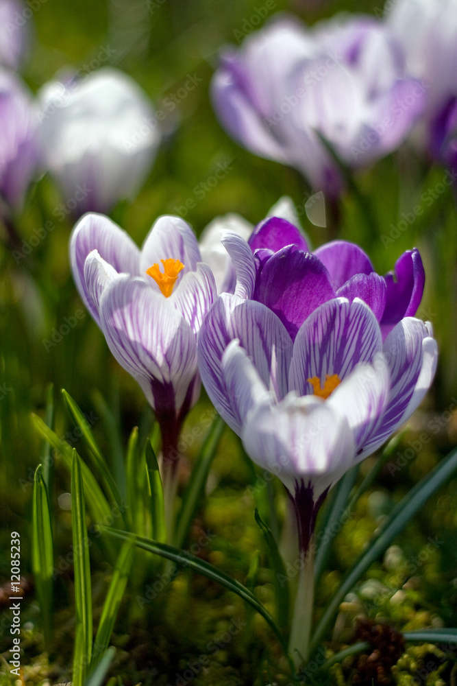 Krokusblüten Krokusblüten