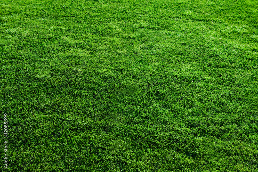 Green Grass Green Grass