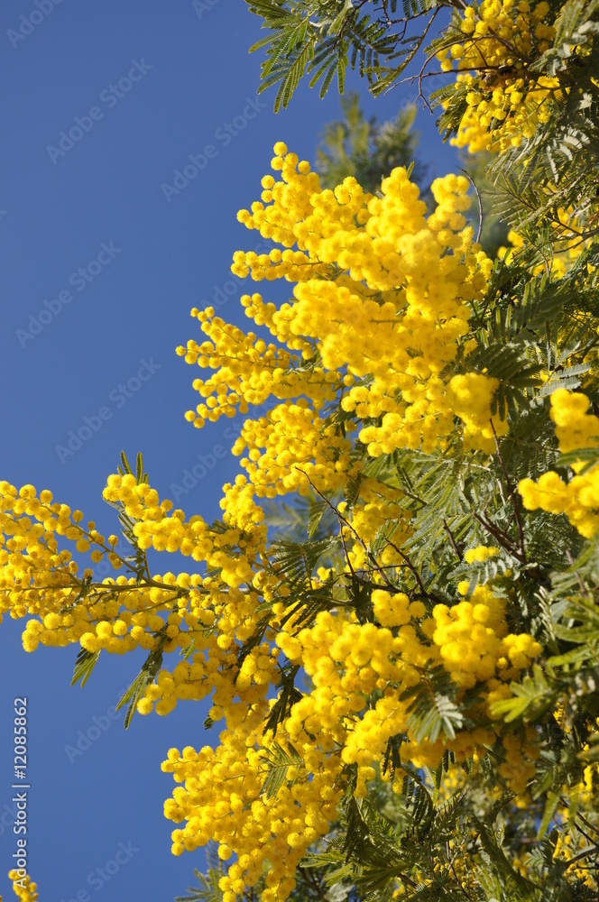 Obraz premium branche de mimosa