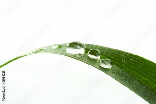 water-drop green grass