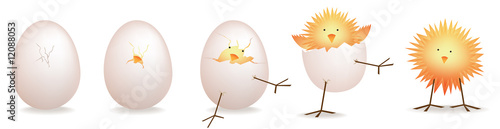 5 stage illustration of chick, baby bird  hatching from egg