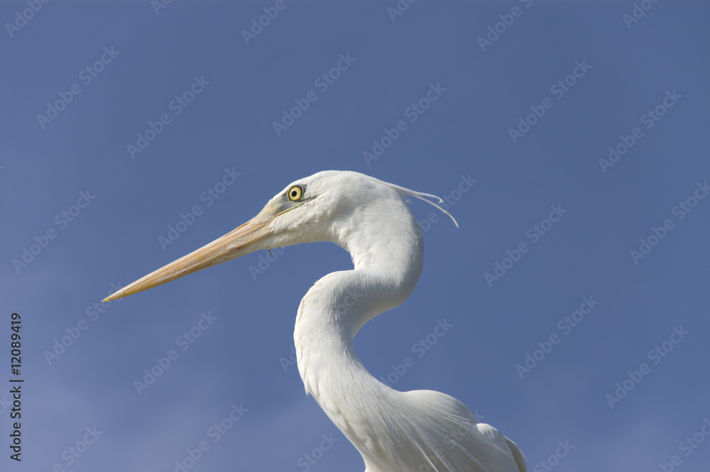 White egret perched atop a tiki hut roof White egret perched atop a tiki hut roof