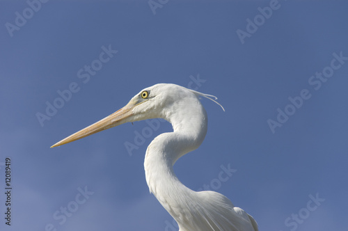 White egret perched atop a tiki hut roof