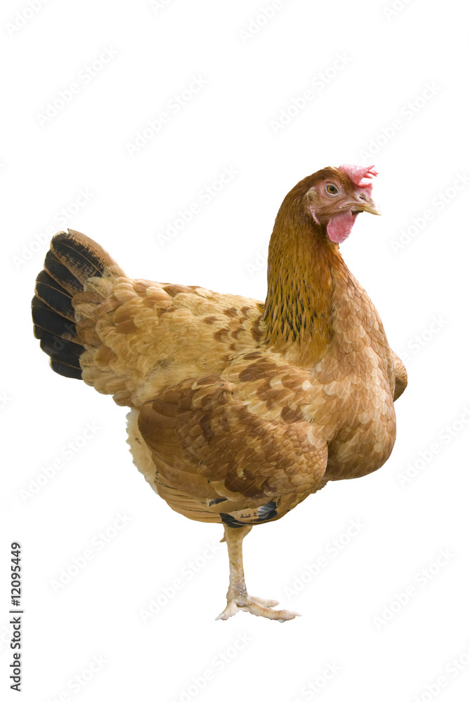 Fototapeta premium isolated hen