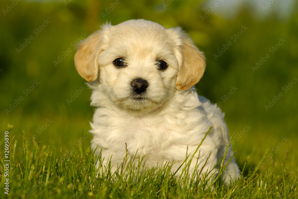 Bichon Havanais puppy dog Bichon Havanais puppy dog