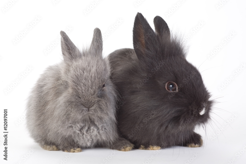 Obraz premium grey and black bunny, isolated on white